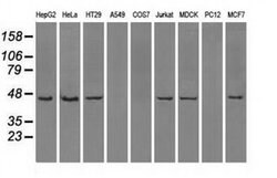 Invitrogen ILF2 Monoclonal Antibody (OTI6F1) 100 &mu;L; Unconjugated:Antibodies,