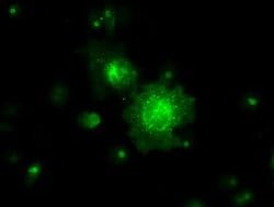 Invitrogen RNF144B Monoclonal Antibody (OTI11F4) 100 &mu;L; Unconjugated:Antibodies,