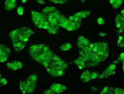 Invitrogen RNF144B Monoclonal Antibody (OTI11F4) 100 &mu;L; Unconjugated:Antibodies,
