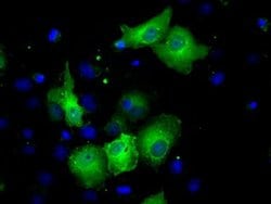 Invitrogen Sorbitol Dehydrogenase Monoclonal Antibody (OTI1D5) 100 &mu;L;