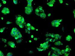 Invitrogen Sorbitol Dehydrogenase Monoclonal Antibody (OTI1D5) 100 &mu;L;