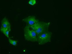 Invitrogen RNF144B Monoclonal Antibody (OTI9H10) 100 &mu;L; Unconjugated:Antibodies,
