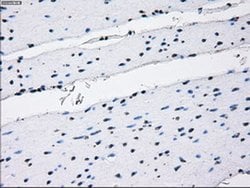 Invitrogen RNF144B Monoclonal Antibody (OTI9H10) 100 &mu;L; Unconjugated:Antibodies,