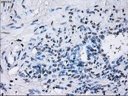 Invitrogen RNF144B Monoclonal Antibody (OTI9H10) 100 &mu;L; Unconjugated:Antibodies,