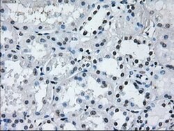 Invitrogen RNF144B Monoclonal Antibody (OTI9H10) 100 &mu;L; Unconjugated:Antibodies,