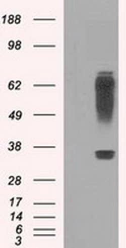 Invitrogen RNF144B Monoclonal Antibody (OTI9H10) 100 &mu;L; Unconjugated:Antibodies,