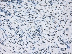 Invitrogen ID3 Monoclonal Antibody (OTI15F4) 100 &mu;L | Buy Online | Invitrogen&trade; | Fisher Scientific