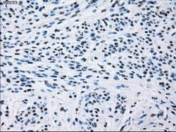 Invitrogen ID3 Monoclonal Antibody (OTI15F4) 100 &mu;L | Buy Online | Invitrogen&trade; | Fisher Scientific