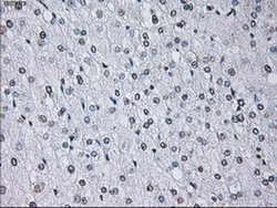 Invitrogen ID3 Monoclonal Antibody (OTI15F4) 100 &mu;L | Buy Online | Invitrogen&trade; | Fisher Scientific