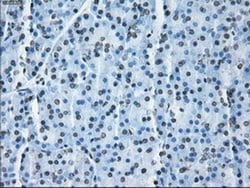 Invitrogen ID3 Monoclonal Antibody (OTI15F4) 100 &mu;L | Buy Online | Invitrogen&trade; | Fisher Scientific