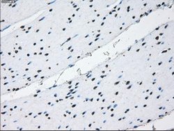 Invitrogen ID3 Monoclonal Antibody (OTI15F4) 100 &mu;L | Buy Online | Invitrogen&trade; | Fisher Scientific