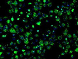 Invitrogen ERAB Monoclonal Antibody (OTI11A2) 100 &mu;L; Unconjugated:Antibodies,