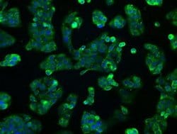 Invitrogen ERAB Monoclonal Antibody (OTI11A2) 100 &mu;L; Unconjugated:Antibodies,