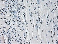 Invitrogen ERAB Monoclonal Antibody (OTI11A2) 100 &mu;L; Unconjugated:Antibodies,