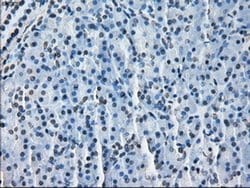 Invitrogen ERAB Monoclonal Antibody (OTI11A2) 100 &mu;L; Unconjugated:Antibodies,