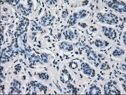 Invitrogen ERAB Monoclonal Antibody (OTI11A2) 100 &mu;L; Unconjugated:Antibodies,