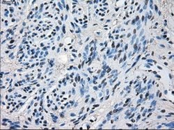 Invitrogen ERAB Monoclonal Antibody (OTI11A2) 100 &mu;L; Unconjugated:Antibodies,