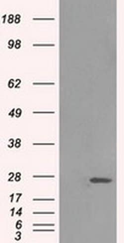Invitrogen ERAB Monoclonal Antibody (OTI11A2) 100 &mu;L; Unconjugated:Antibodies,