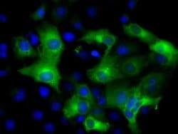 Invitrogen IFIT3 Monoclonal Antibody (OTI1G1) 100 &mu;L; Unconjugated:Antibodies,