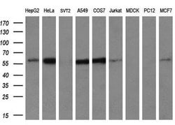 Invitrogen IFIT3 Monoclonal Antibody (OTI1G1) 100 &mu;L; Unconjugated:Antibodies,