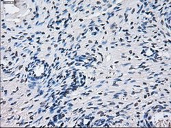 Invitrogen CYP2E1 Monoclonal Antibody (OTI5B9) 100 &mu;L; Unconjugated:Antibodies,