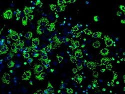 Invitrogen IDH3A Monoclonal Antibody (OTI2F11) 100 &mu;L; Unconjugated:Antibodies,