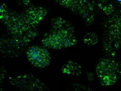 Invitrogen IDH3A Monoclonal Antibody (OTI2F11) 100 &mu;L; Unconjugated:Antibodies,