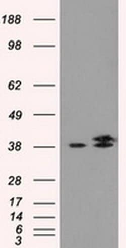 Invitrogen IDH3A Monoclonal Antibody (OTI2F11) 100 &mu;L; Unconjugated:Antibodies,