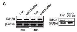 Invitrogen IDH3A Monoclonal Antibody (OTI2F11) 100 &mu;L; Unconjugated:Antibodies,