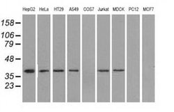 Invitrogen IDH3A Monoclonal Antibody (OTI2F11) 100 &mu;L; Unconjugated:Antibodies,