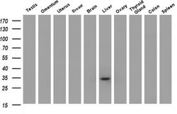 Invitrogen Livin Monoclonal Antibody (OTI1D12) 100 &mu;L; Unconjugated:Antibodies,