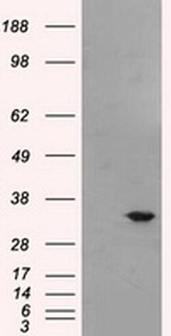 Invitrogen Livin Monoclonal Antibody (OTI1D12) 100 &mu;L; Unconjugated:Antibodies,