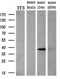 Invitrogen Livin Monoclonal Antibody (OTI1D12) 100 &mu;L; Unconjugated:Antibodies,