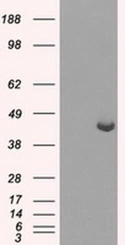Invitrogen PPME1 Monoclonal Antibody (OTI10B2) 100 &mu;L; Unconjugated:Antibodies,