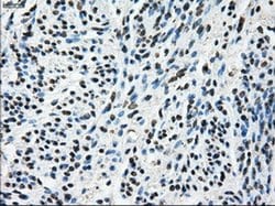 Invitrogen TTLL12 Monoclonal Antibody (OTI7F11) 100 &mu;L; Unconjugated:Antibodies,