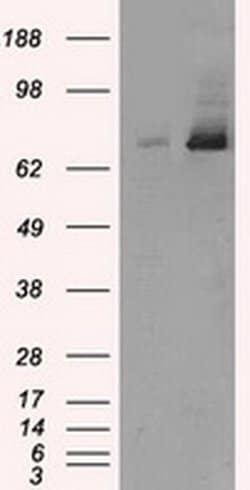 Invitrogen TTLL12 Monoclonal Antibody (OTI7F11) 100 &mu;L; Unconjugated:Antibodies,