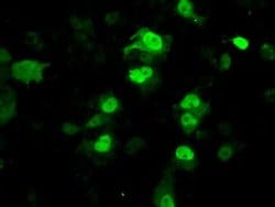 Invitrogen PPME1 Monoclonal Antibody (OTI7F12) 100 &mu;L; Unconjugated:Antibodies,