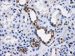 Invitrogen PPME1 Monoclonal Antibody (OTI7F12) 100 &mu;L; Unconjugated:Antibodies,