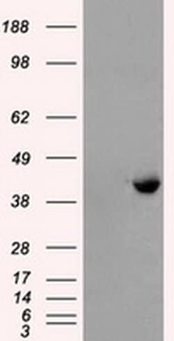 Invitrogen PPME1 Monoclonal Antibody (OTI7F12) 100 &mu;L; Unconjugated:Antibodies,