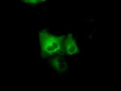 Invitrogen GRASP1 Monoclonal Antibody (OTI2C11) 100 &mu;L; Unconjugated:Antibodies,