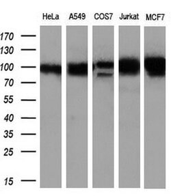 Invitrogen GRASP1 Monoclonal Antibody (OTI2C11) 100 &mu;L; Unconjugated:Antibodies,