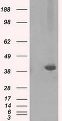 Invitrogen Pleckstrin Monoclonal Antibody (OTI2D11) 100 &mu;L; Unconjugated:Antibodies,