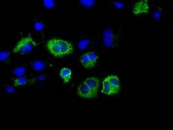 Invitrogen CISD1 Monoclonal Antibody (OTI2B3) 100 &mu;L; Unconjugated:Antibodies,