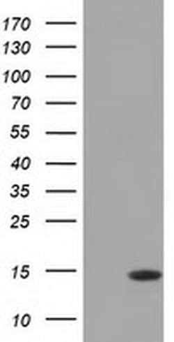 Invitrogen CISD1 Monoclonal Antibody (OTI2B3) 100 &mu;L; Unconjugated:Antibodies,