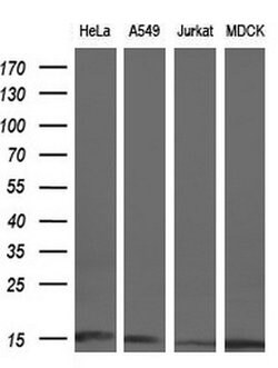 Invitrogen CISD1 Monoclonal Antibody (OTI2B3) 100 &mu;L; Unconjugated:Antibodies,