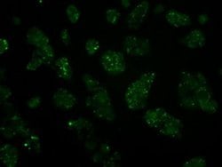 Invitrogen HIPPI Monoclonal Antibody (OTI2G3) 100 &mu;L; Unconjugated:Antibodies,