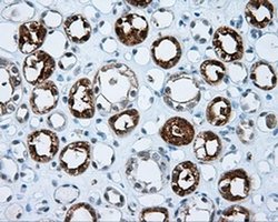 Invitrogen HIPPI Monoclonal Antibody (OTI2G3) 100 &mu;L; Unconjugated:Antibodies,