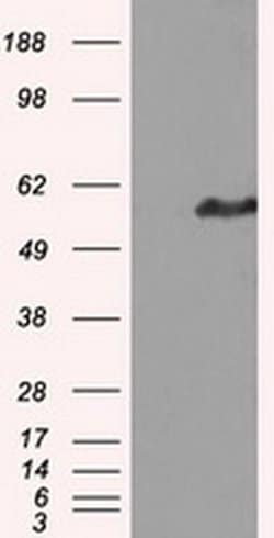 Invitrogen HIPPI Monoclonal Antibody (OTI2G3) 100 &mu;L; Unconjugated:Antibodies,
