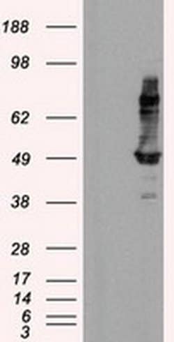 Invitrogen HIPPI Monoclonal Antibody (OTI4F6) 100 &mu;L; Unconjugated:Antibodies,