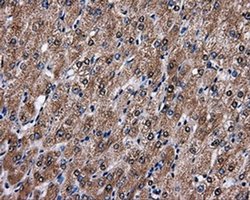 Invitrogen FAHD2A Monoclonal Antibody (OTI6D9) 100 &mu;L; Unconjugated:Antibodies,